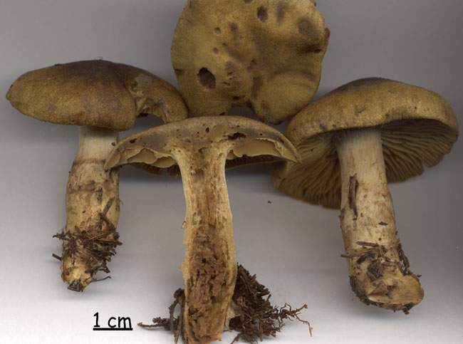 Cortinarius melanotus